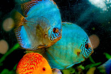 Amazon Nehri 'nden tatlı su akvaryumu balığı simphysodon diski