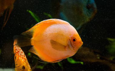 Amazon Nehri 'nden tatlı su akvaryumu balığı simphysodon diski