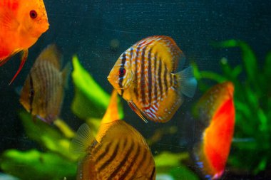 Amazon Nehri 'nden tatlı su akvaryumu balığı simphysodon diski