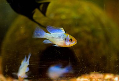 Tatlı su akvaryumu balığı, mikrojeofagus ramirezi, Amazon Nehri 'nden Ram cichlid.