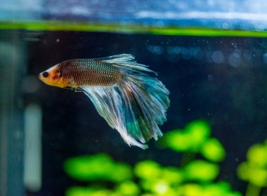 Savaşçı Siyam Balığı (Betta ihtişamlı), diğer adıyla Beta Balığı