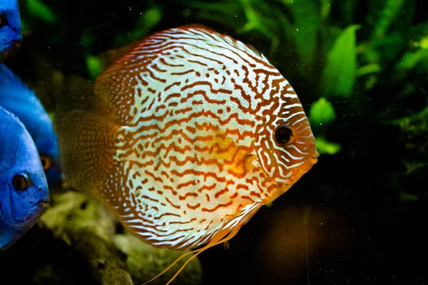 Disco Sinfisodon Peixes Aquário Água Doce Rio Amazonas — Fotografia de Stock