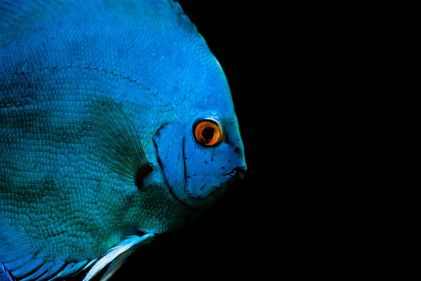 Disco Sinfisodon Peixes Aquário Água Doce Rio Amazonas — Fotografia de Stock