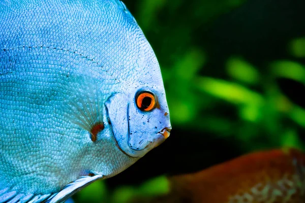 Peces Acuario Agua Dulce Symphysodon Discus Del Río Amazonas — Foto de Stock