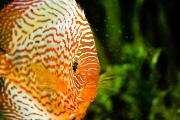 Peces Acuario Agua Dulce Symphysodon Discus Del Río Amazonas — Foto de Stock