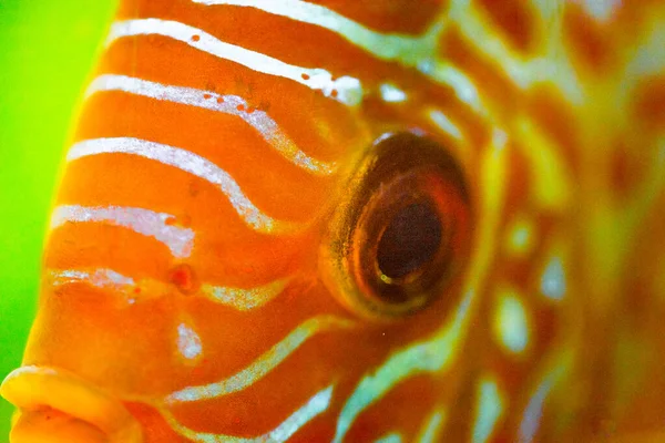 Sladkovodní Akvarijní Rybí Symfyzodonový Disk Řeky Amazon — Stock fotografie