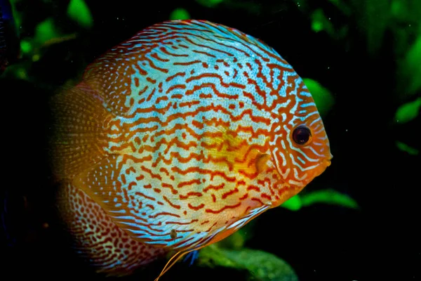 Peces Acuario Agua Dulce Symphysodon Discus Del Río Amazonas — Foto de Stock