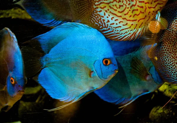 Freshwater Aquarium Fish Symphysodon Discus Amazon River — Stock Photo, Image