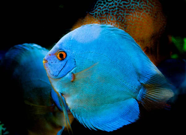 Freshwater Aquarium Fish Symphysodon Discus Amazon River — Stock Photo, Image