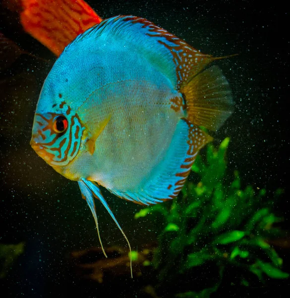 Freshwater Aquarium Fish Symphysodon Discus Amazon River — Stock Photo, Image