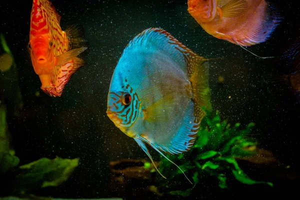 亚马逊河淡水水族馆鱼的症状 — 图库照片