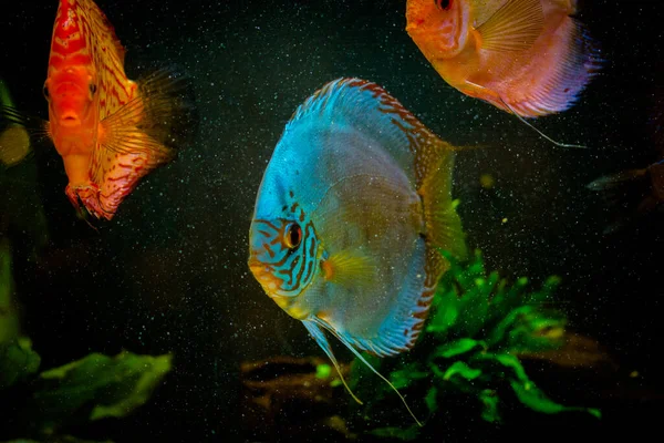 Freshwater Aquarium Fish Symphysodon Discus Amazon River — Stock Photo, Image