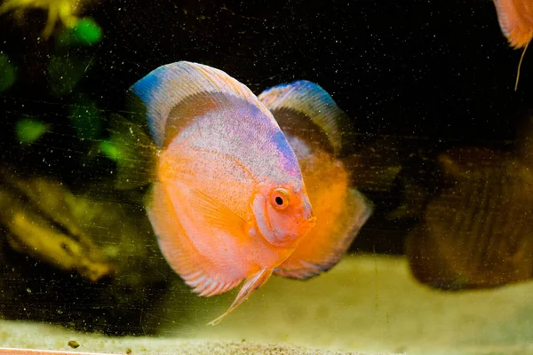 Peces Acuario Agua Dulce Symphysodon Discus Del Río Amazonas — Foto de Stock