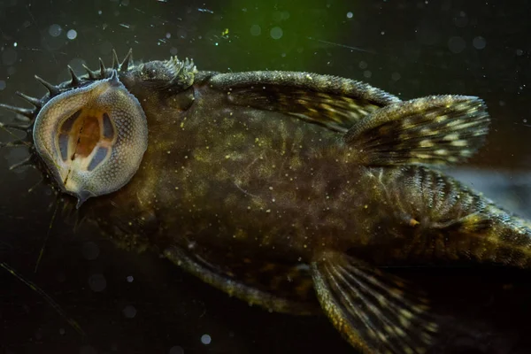Tatlı Akvaryum Balığı Zırhlı Yayın Balığı Ancistrus Altın Klasik Kahverengi — Stok fotoğraf