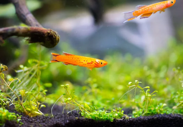 淡水紅水族館魚 アフィソセミオン アフリカの固有魚 — ストック写真