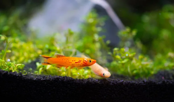 Peixes Aquário Vermelho Água Doce Aphyosemion Peixes Endémicos África — Fotografia de Stock