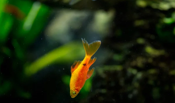 Rosafarbene Süßwasser Aquarienfische Widerhaken Aus Asien Sumatra Borneo Und Mehr — Stockfoto