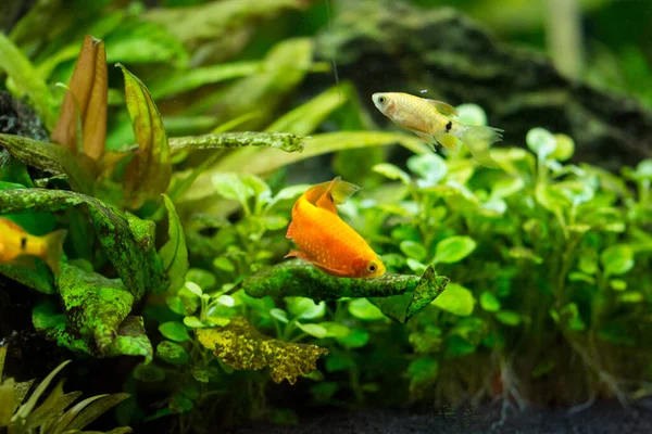 Rosafarbene Süßwasser Aquarienfische Widerhaken Aus Asien Sumatra Borneo Und Mehr — Stockfoto