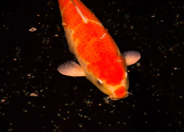 Peixe Lagoa Carpa Koi Ásia Cyprinus Carpio — Fotografia de Stock