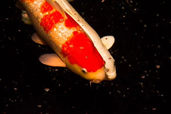 池塘鱼 来自亚洲的Koi鲤鱼 — 图库照片