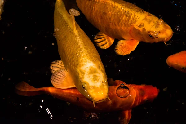 Peixe Lagoa Carpa Koi Ásia Cyprinus Carpio — Fotografia de Stock