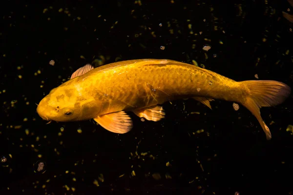 Peixe Lagoa Carpa Koi Ásia Cyprinus Carpio — Fotografia de Stock