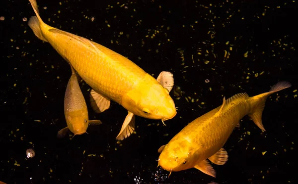 Peixe Lagoa Carpa Koi Ásia Cyprinus Carpio — Fotografia de Stock