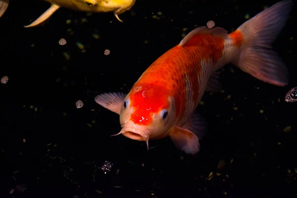 Peixe Lagoa Carpa Koi Ásia Cyprinus Carpio — Fotografia de Stock