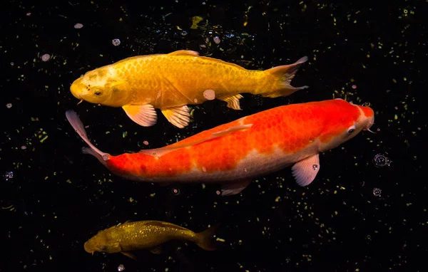 Peixe Lagoa Carpa Koi Ásia Cyprinus Carpio — Fotografia de Stock