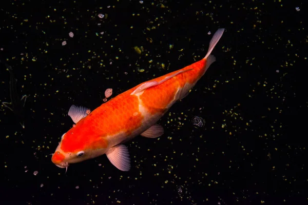 Pond Fish Koi Carp Asia Cyprinus Carpio — Stock Photo, Image