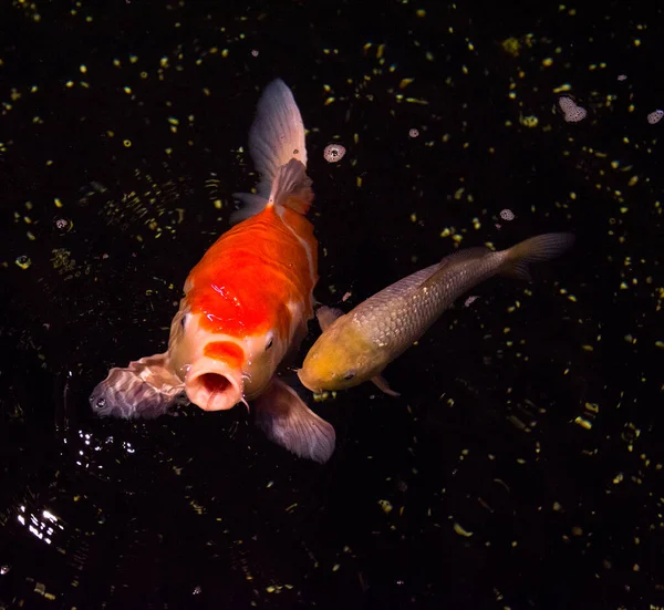 Ryba Jezírku Kapři Asie Cyprinus Carpio — Stock fotografie