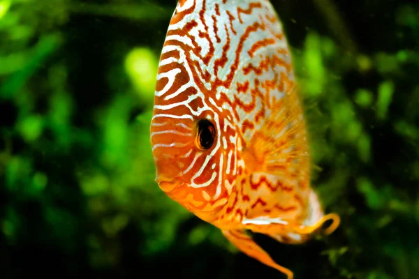 Freshwater Aquarium Fish Symphysodon Discus Amazon River Royalty Free Stock Images