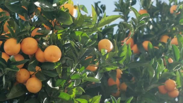 Cámara lenta Primer plano de naranjas maduras en un árbol contra el cielo en tiempo soleado — Vídeos de Stock