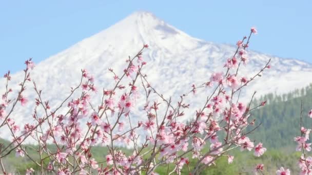 Pembe badem veya kiraz çiçekleri veya kiraz çiçekleri karla kaplı bir volkan zirvesine karşı — Stok video