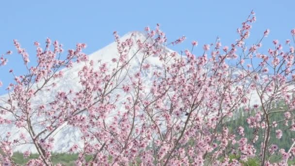 Fiori di mandorlo o ciliegio rosa contro la cima innevata del vulcano Canario del Teide Tenerife — Video Stock