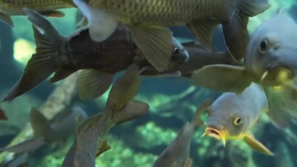 Stor befolkning av vanlig karp närbild under vattnet vy — Stockvideo