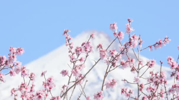 Early spring almond or sakura or cherry blossoms against the backdrop of a snow-covered volcano peak — Stock Video