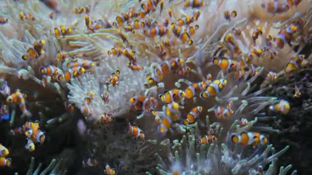 Clownfische oder Amphiprionen in Symbiose mit verschiedenen Arten von Seeanemonen — Stockvideo