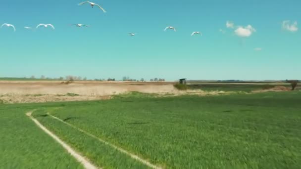 Eine Schar weißer Schwäne im Flug — Stockvideo