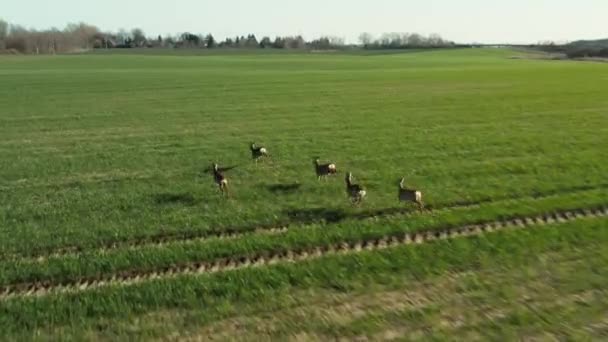 Luftaufnahme einer Rotwildherde, die auf der grünen Wiese läuft — Stockvideo