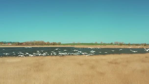 Una bandada de cisnes blancos aterrizando en la superficie de un lago. — Vídeos de Stock