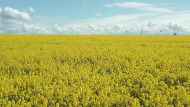 A colza é cultivada para a produção de alimentos para animais, óleos vegetais comestíveis e biodiesel — Vídeo de Stock