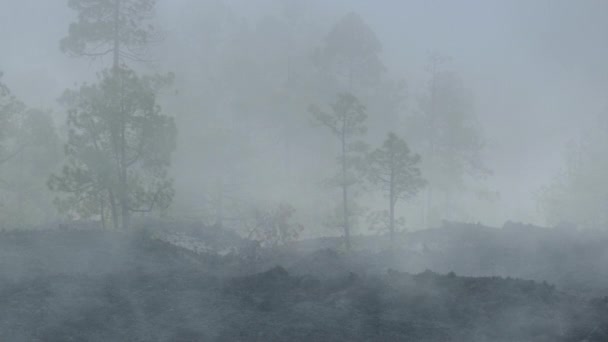Fumo pesante durante un incendio boschivo. Terra bruciata di un incendio boschivo. Il cambiamento climatico aumenta il rischio di incendi boschivi Video Stock
