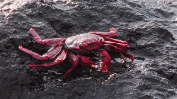 Krásný pestrobarevný krab se skrývá před nebezpečím na útesech Atlantského oceánu Stock Video