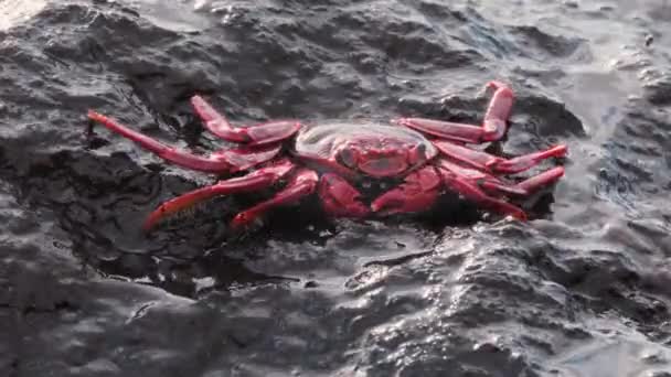 Red Rock Crab Grapsus adscensionis — Stock Video