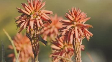 Kanarya Adaları şifoniyeri, Aloe polenlemesinde sinekkuşlarına benzer bir rol oynar.