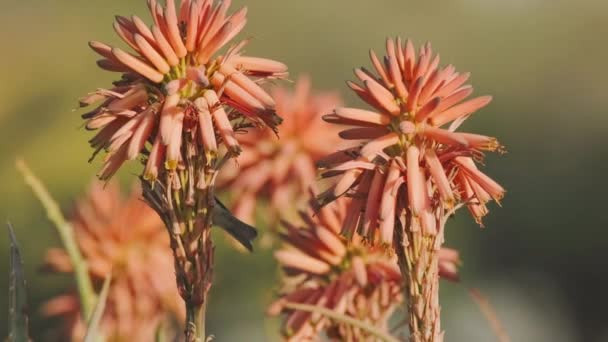 Il chiffchaff delle Canarie svolge un ruolo simile a quello dei colibrì nell'impollinazione dell'Aloe. Filmato Stock