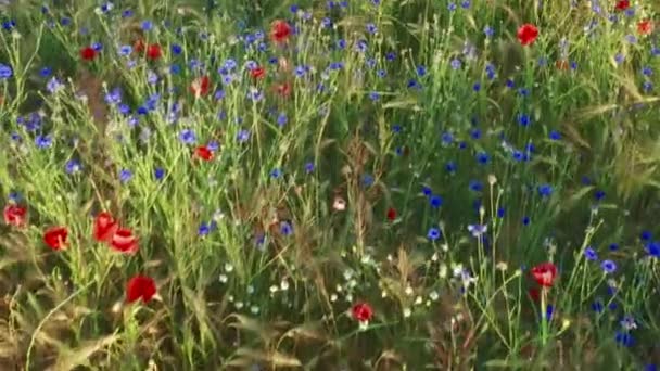 Fényes és színes nyári rét virágzó mákokkal és búzavirágokkal — Stock videók