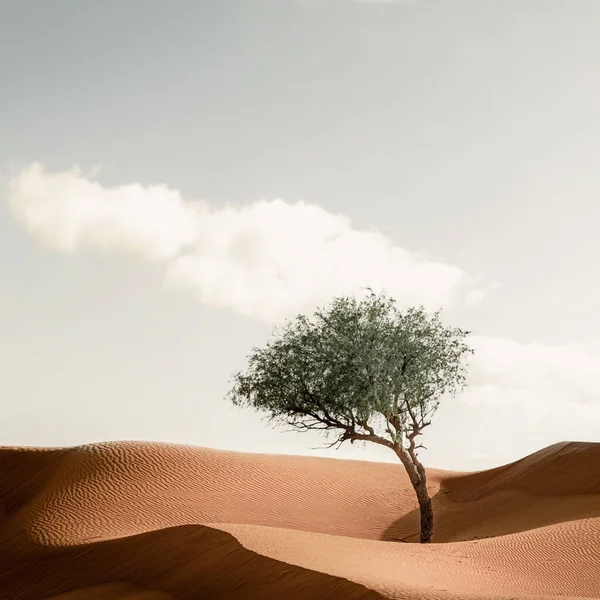 Árbol Desierto Dubai — Foto de Stock