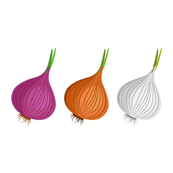 Variétés Oignons Légume Délicieux Sain Utilisé Dans Les Aliments Légume — Image vectorielle